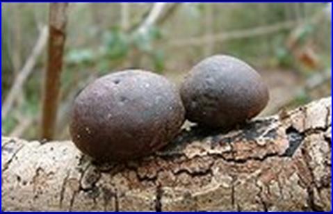 King Alfred's Cakes - Photo � Copyright 2003 Gary Bradley